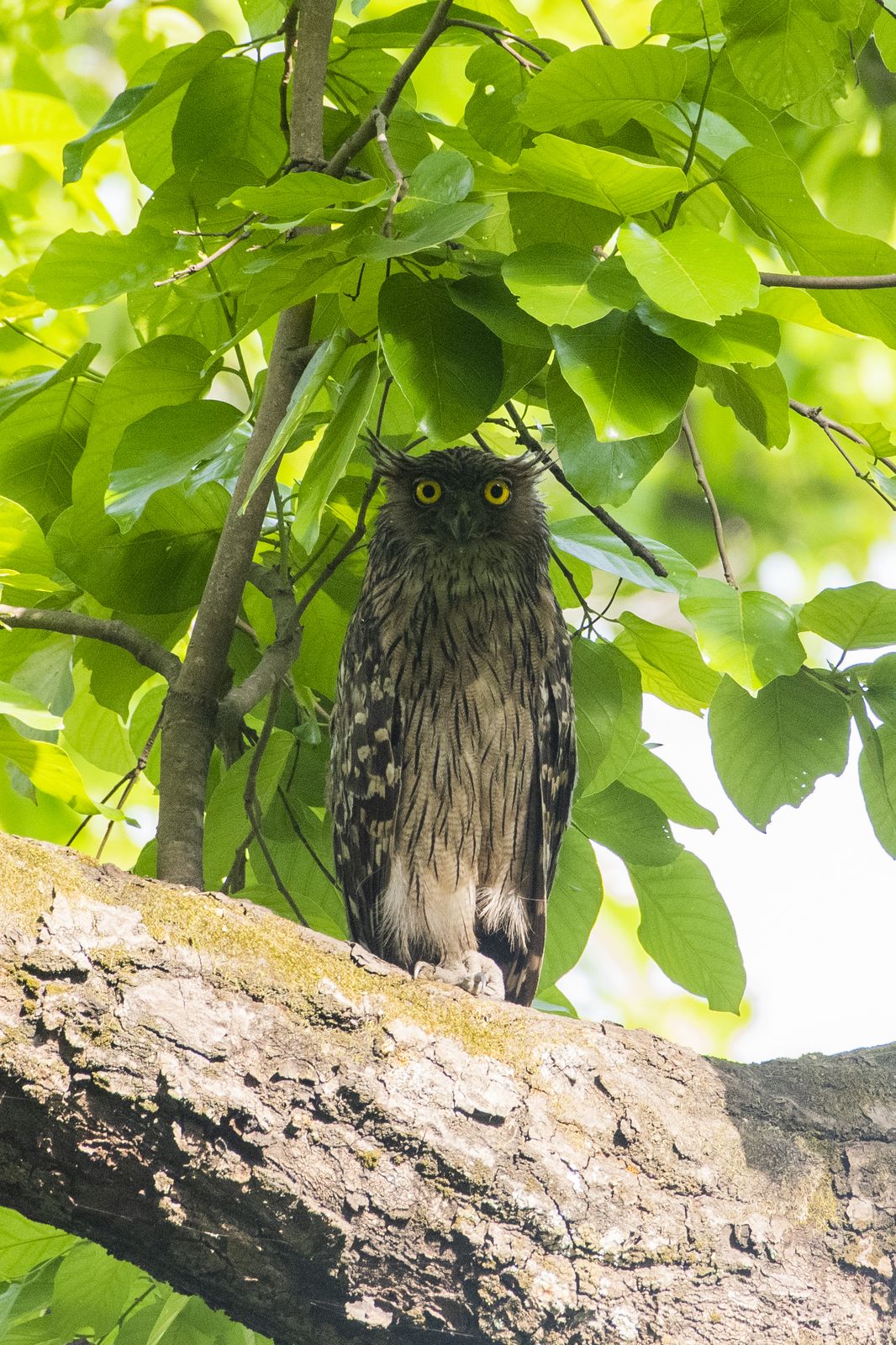 Owl Detail