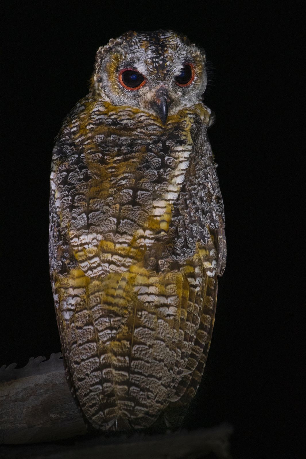 Owl Detail