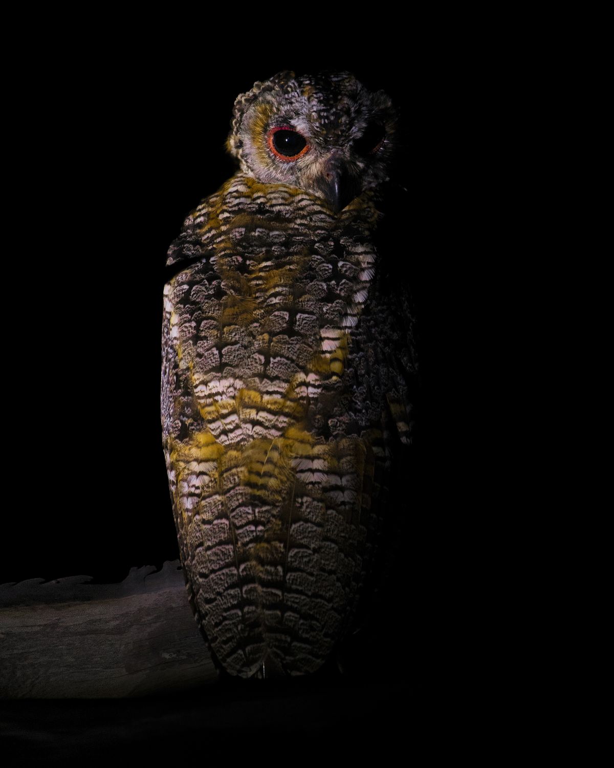 Owl Close-up