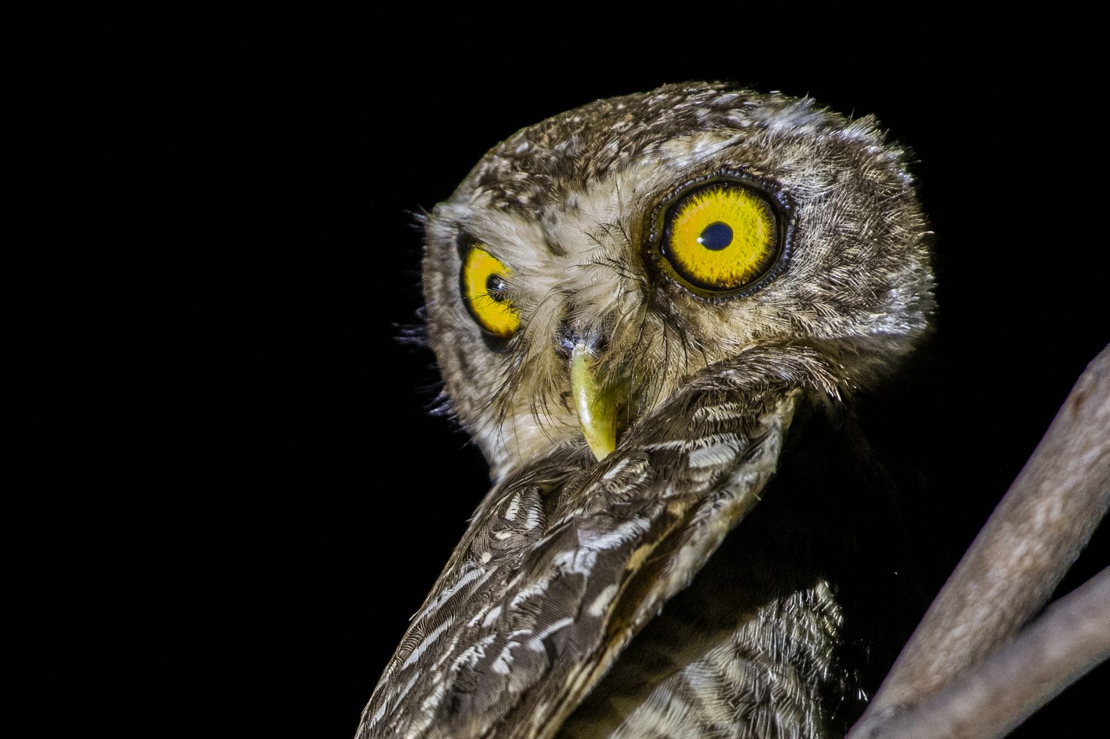 Owl in Nature