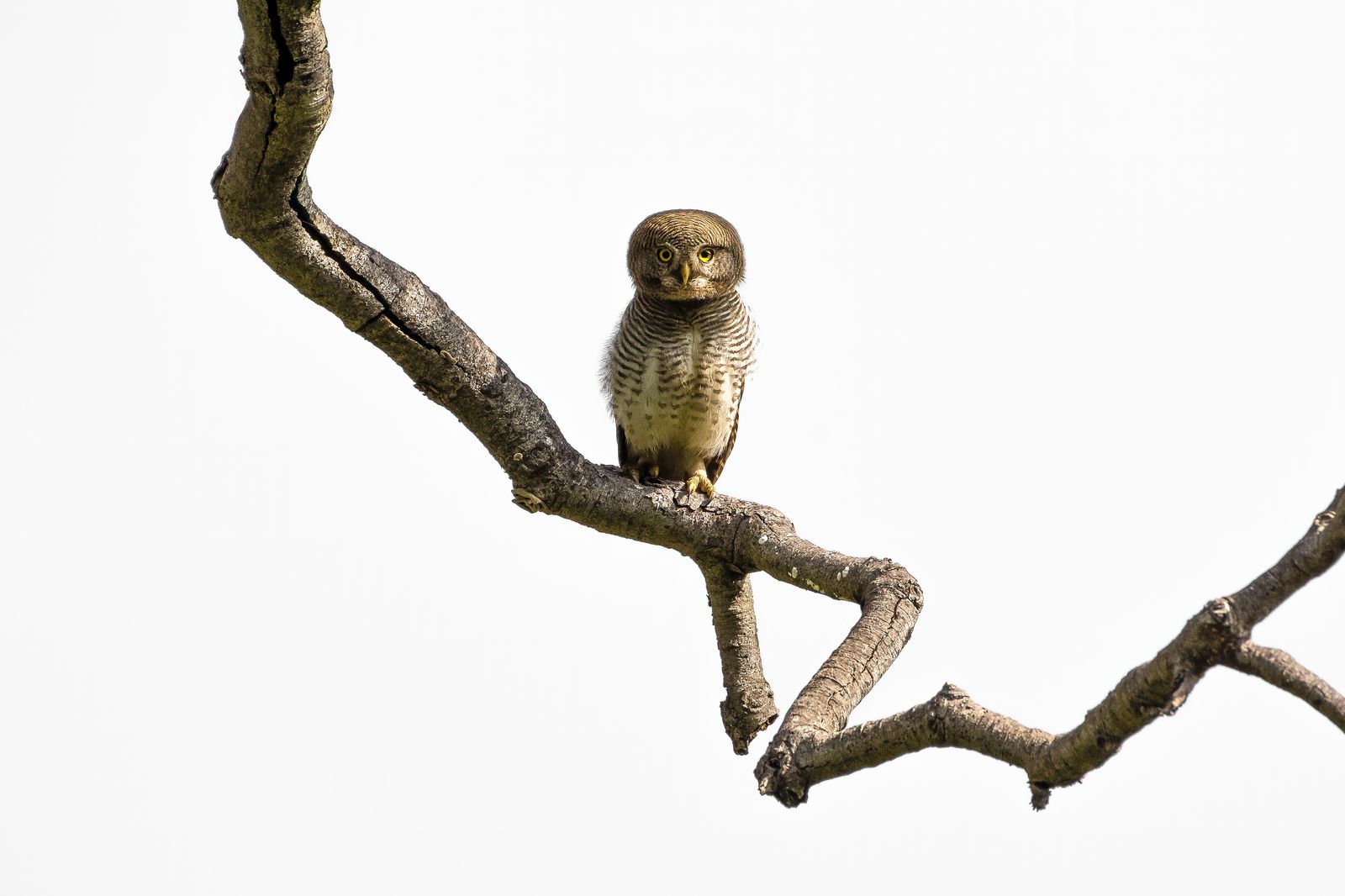 Owl Portrait