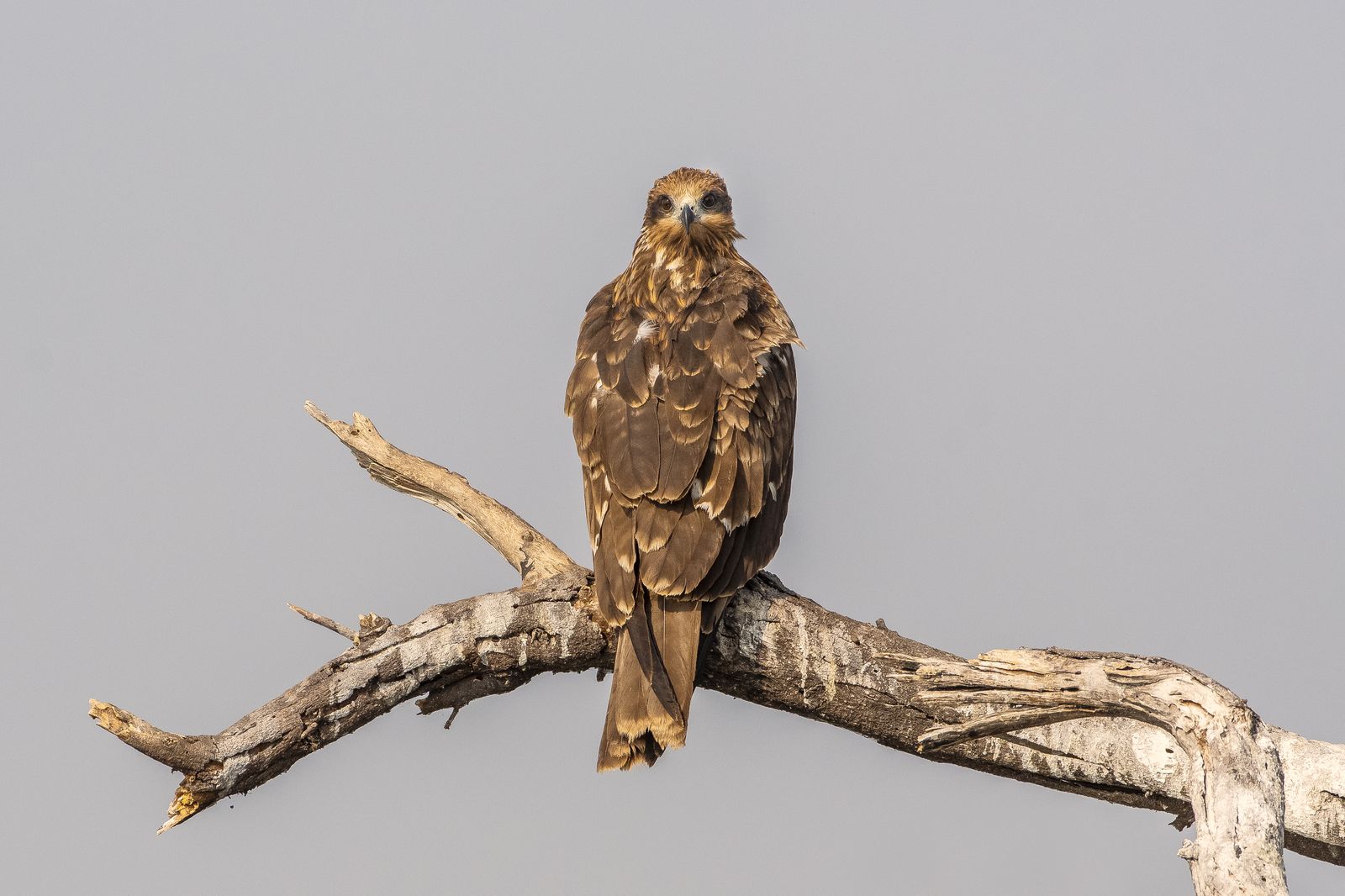 Raptor in Nature