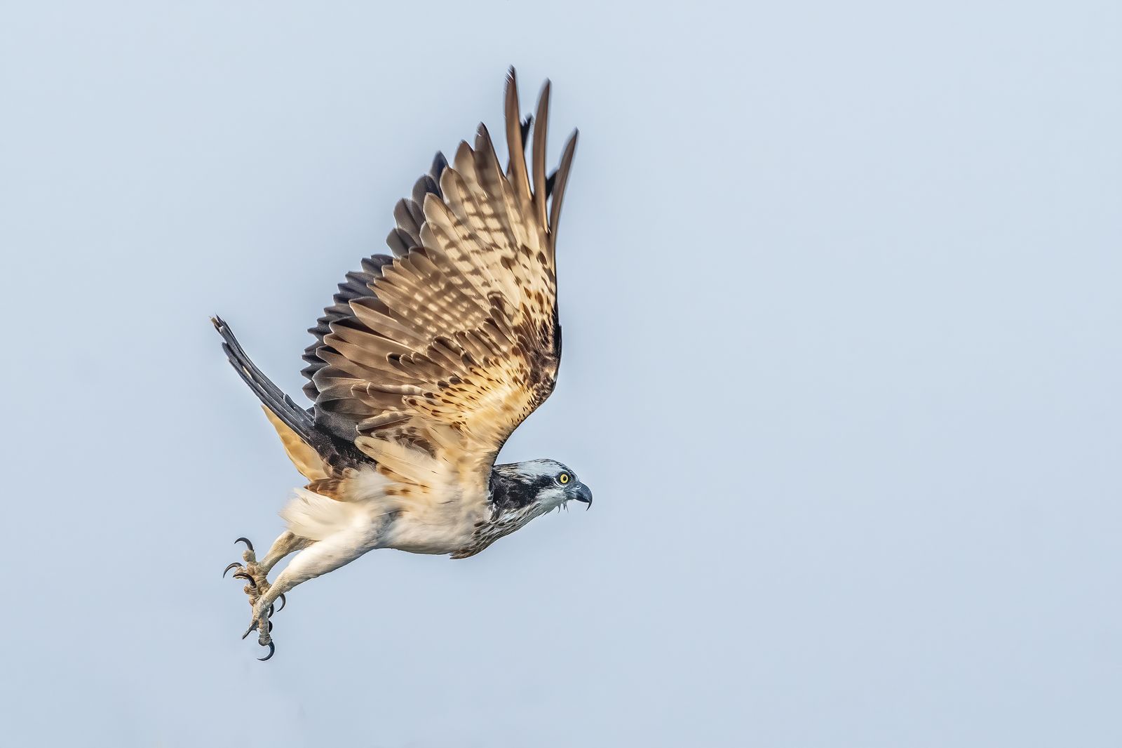 Raptor Detail