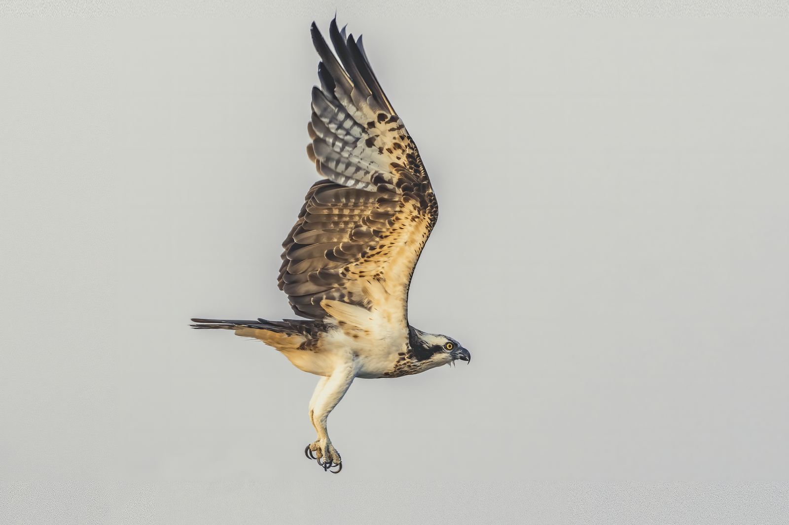 Raptor Close-up