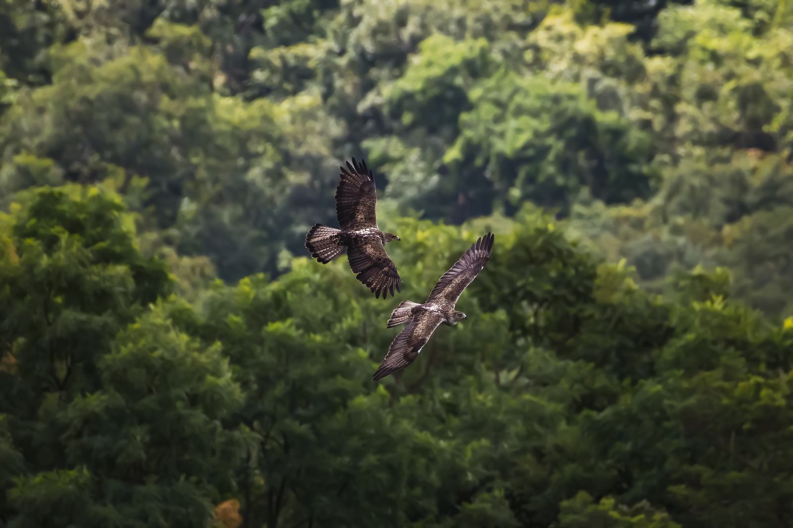 Raptor in Nature