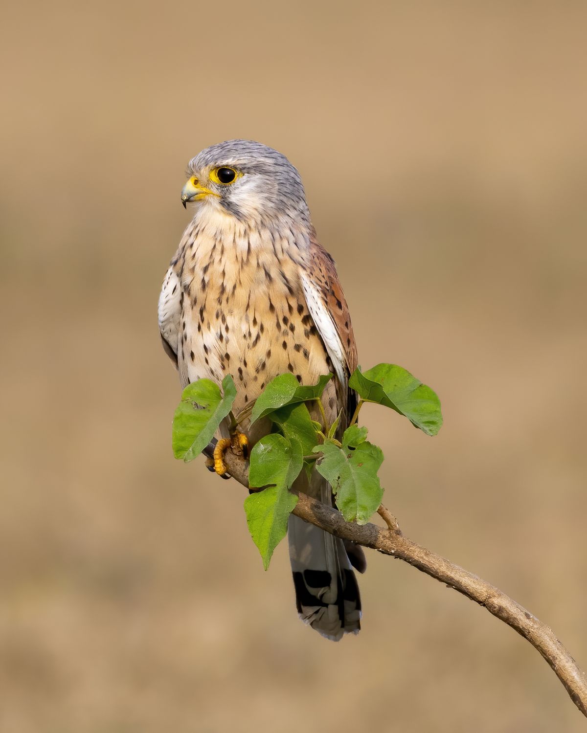 Raptor Close-up