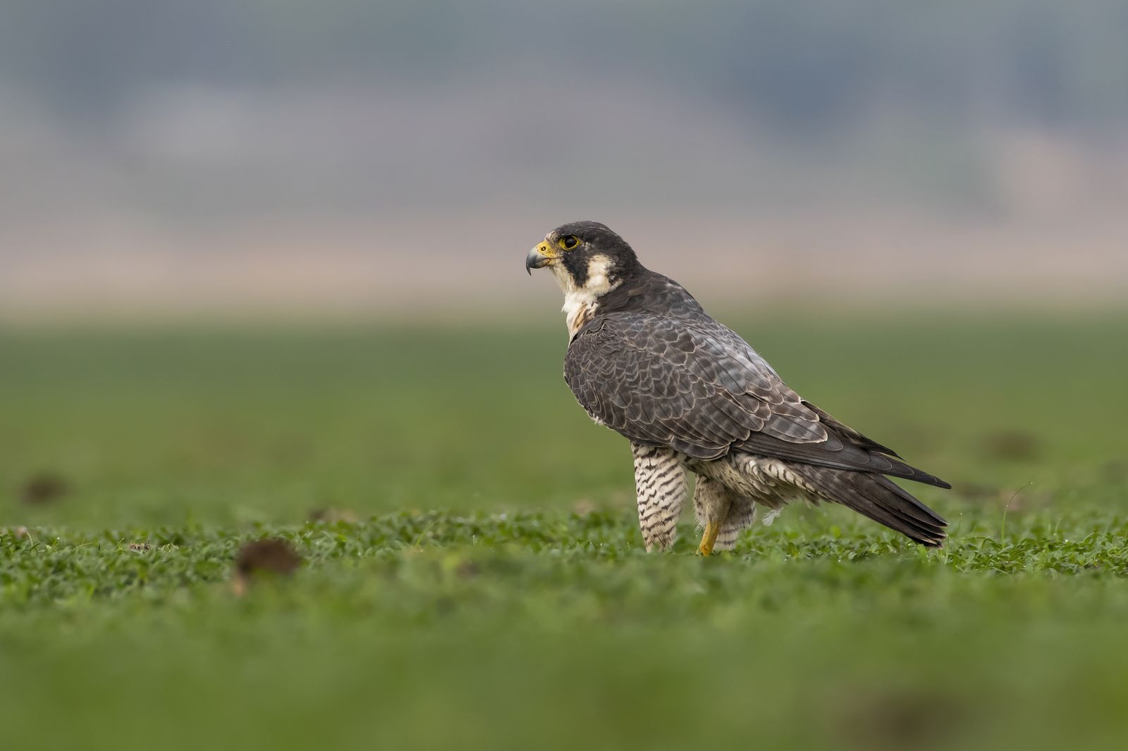 Raptor Portrait