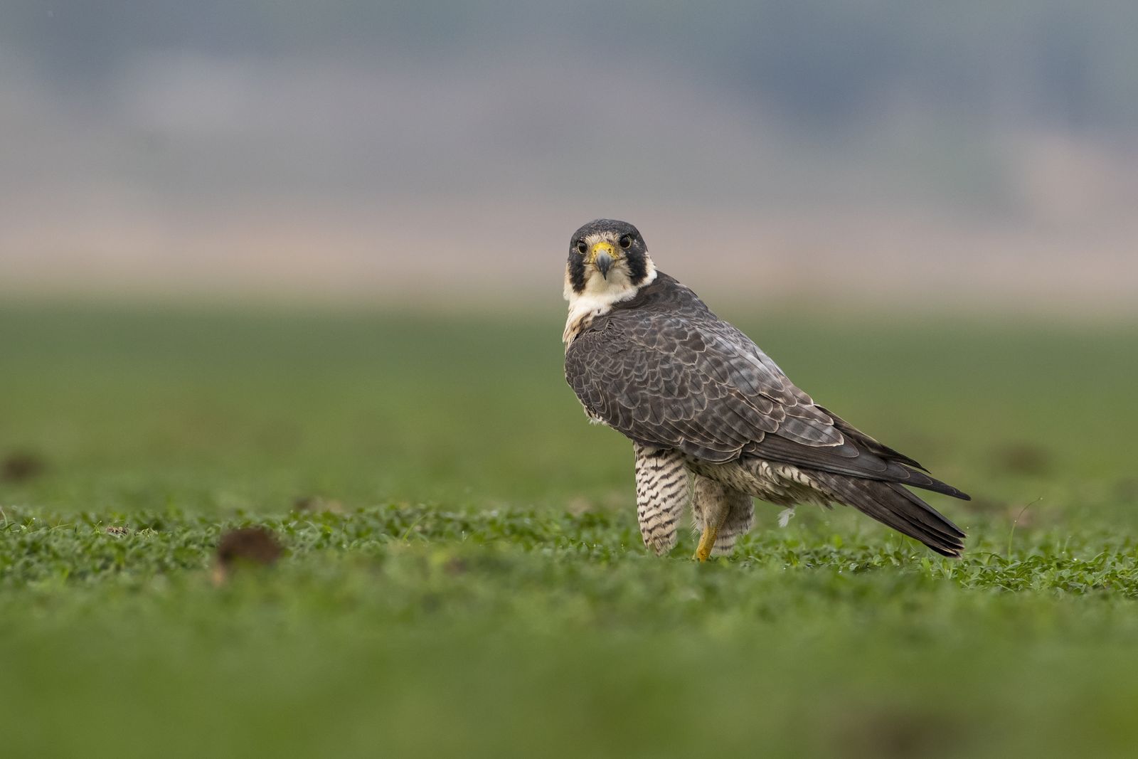 Raptor Close-up