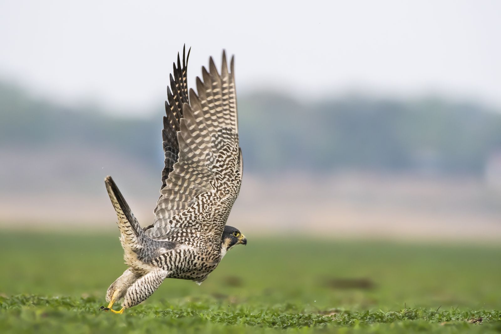 Raptor in Nature