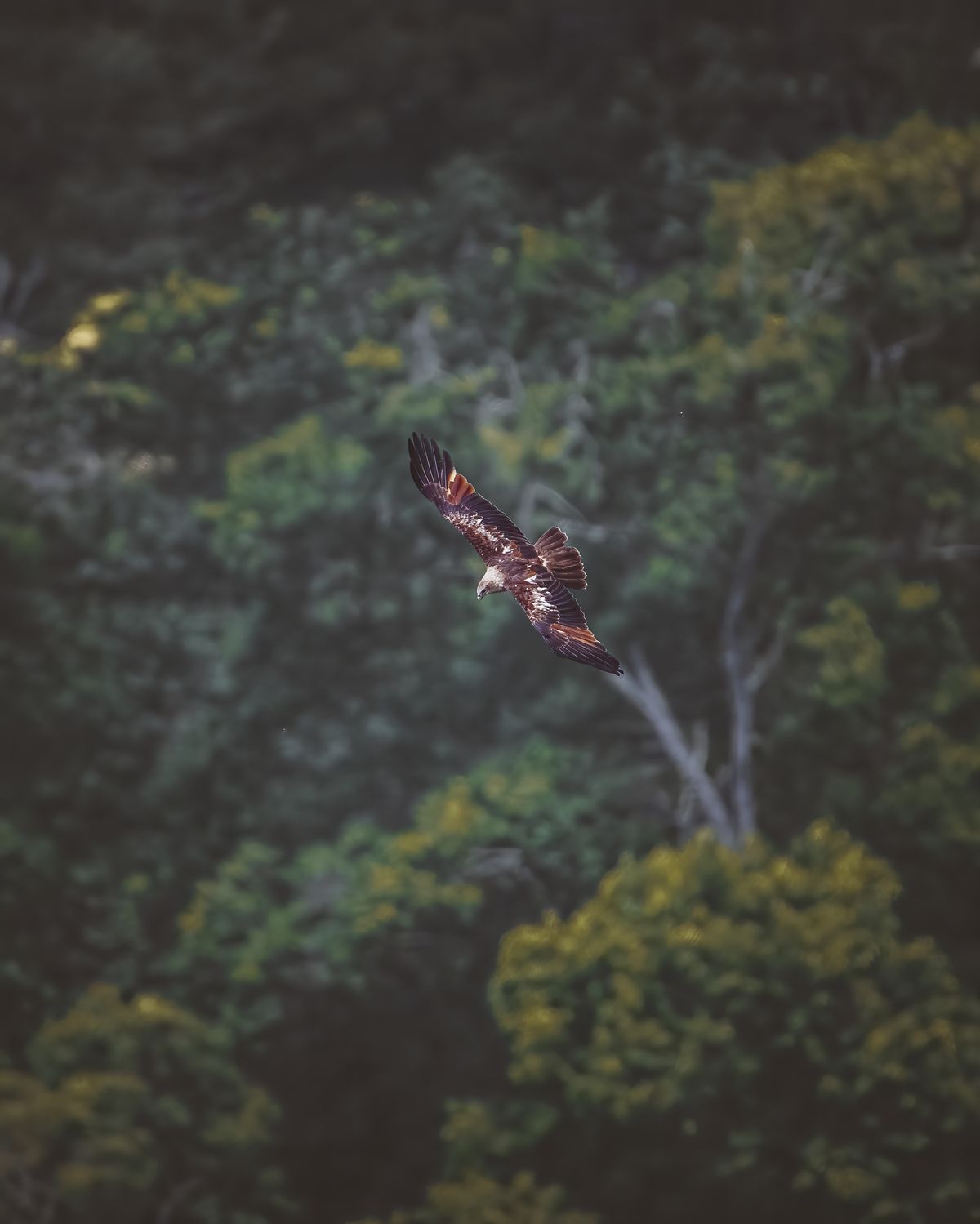 Raptor in Flight