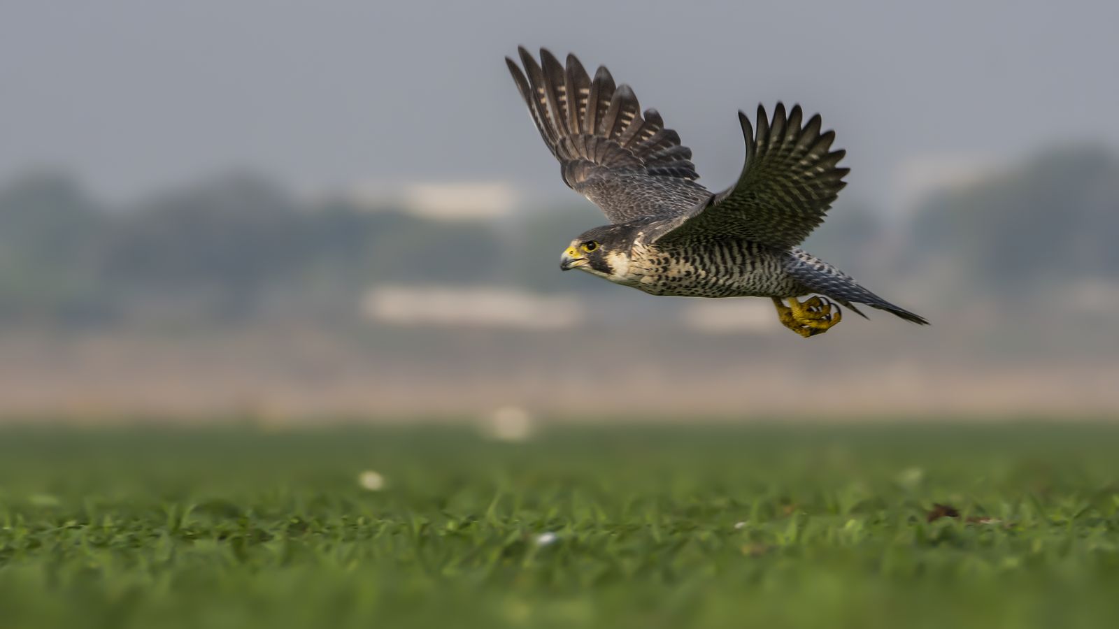 Raptor Perched