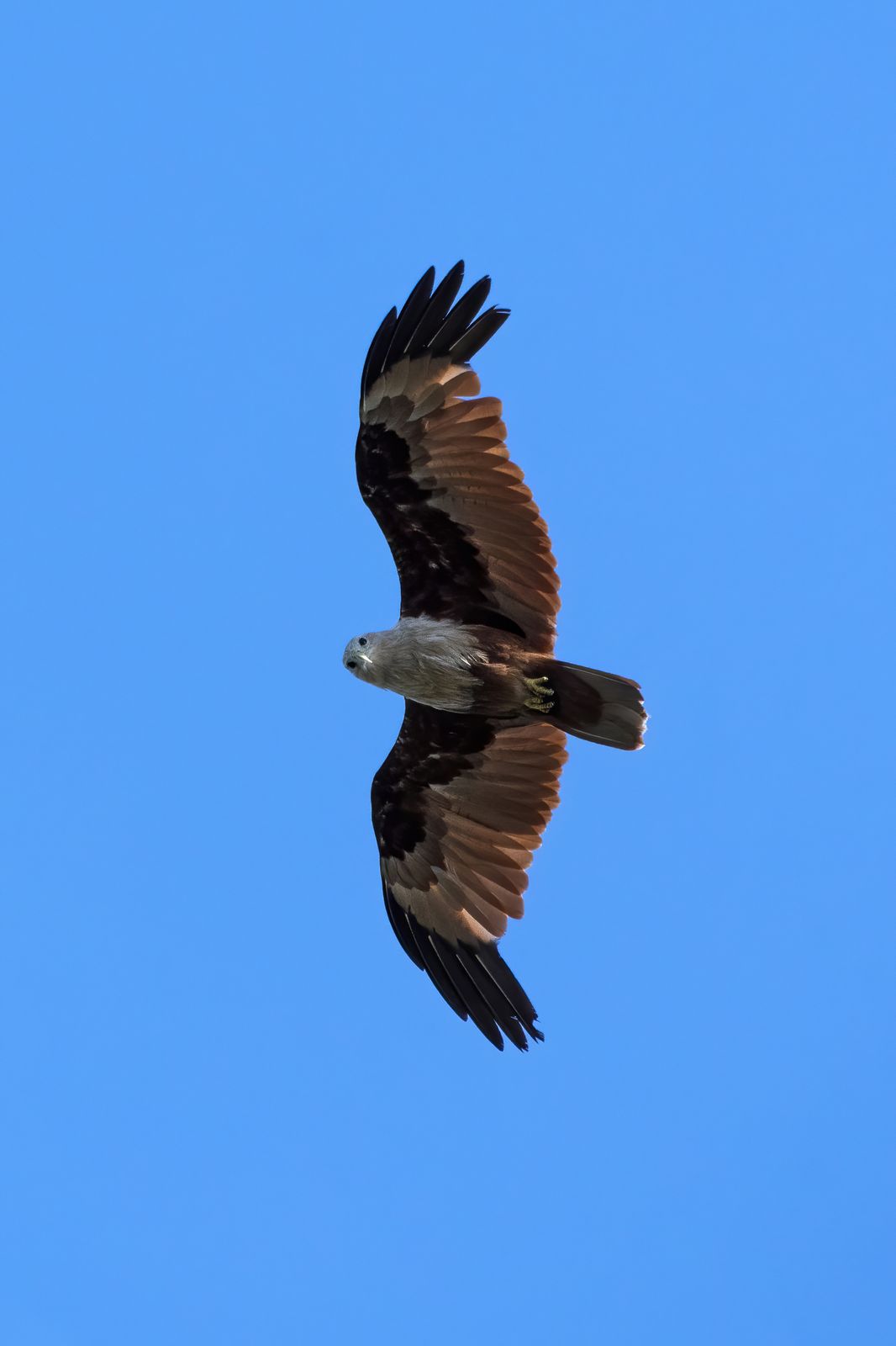 Raptor Close-up