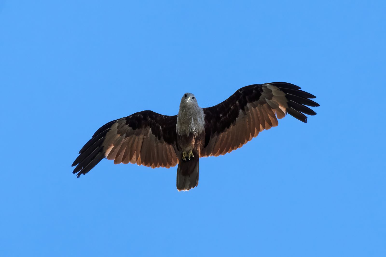 Raptor in Nature