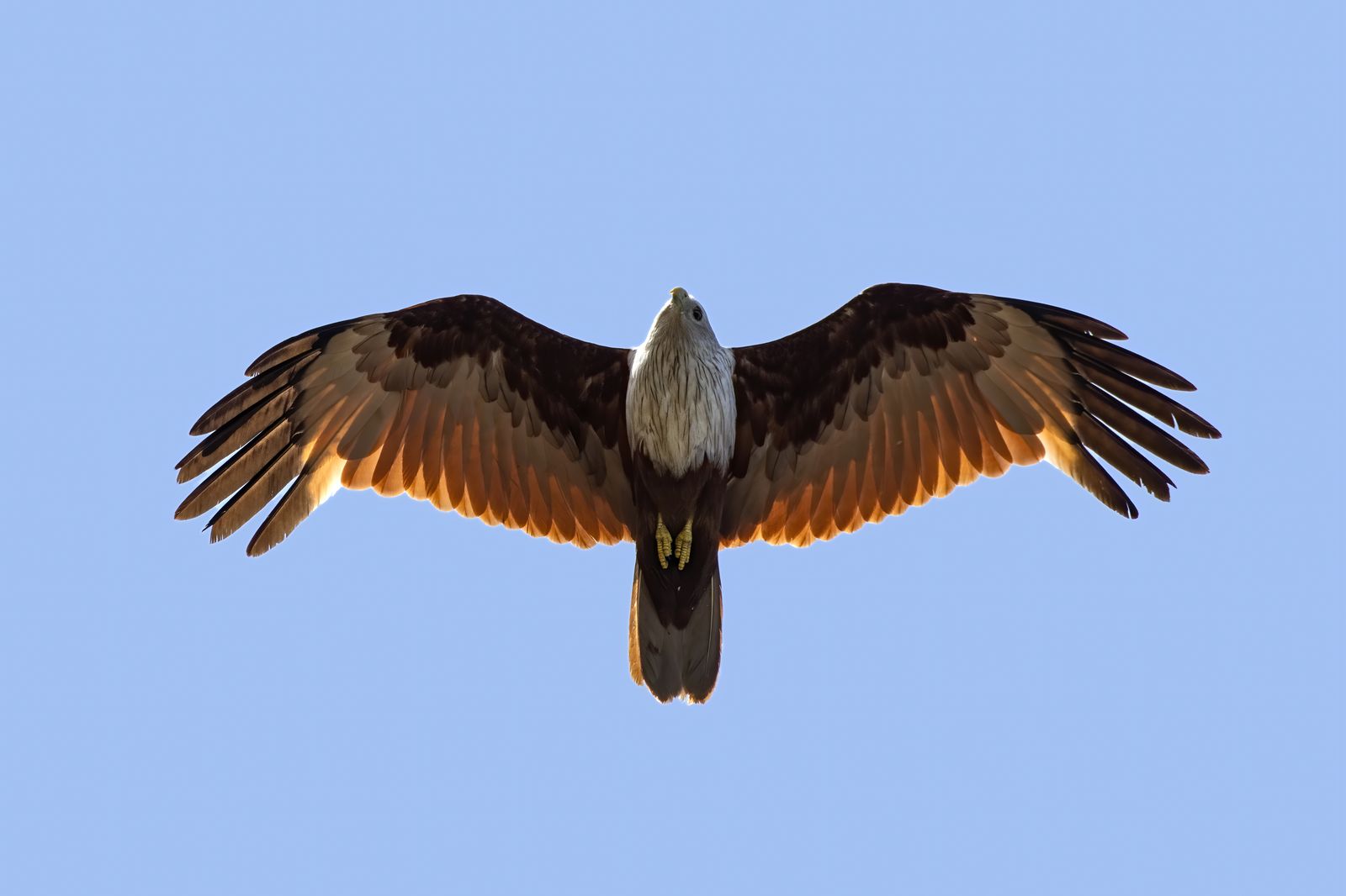 Raptor Detail