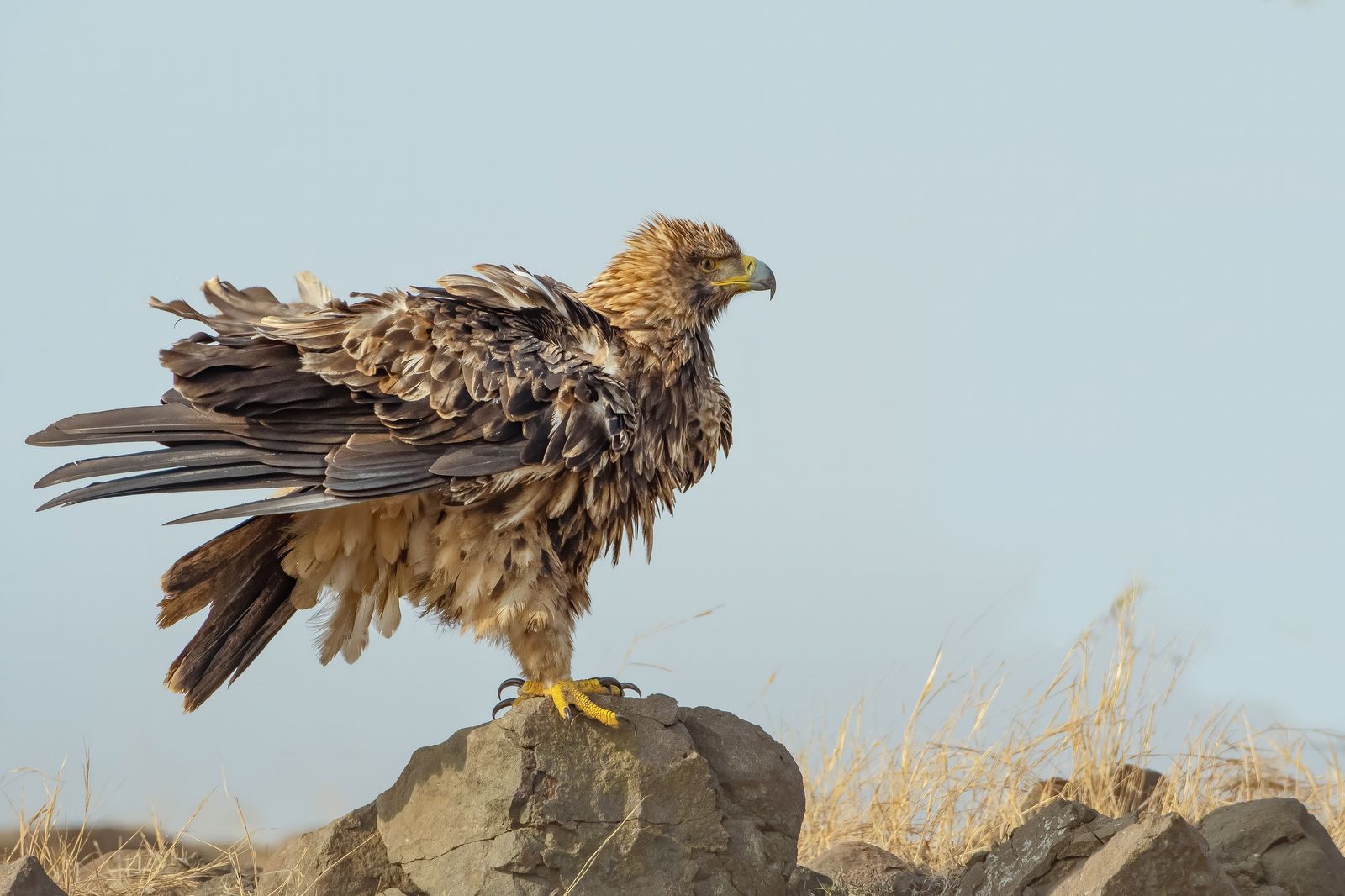 Raptor in Flight
