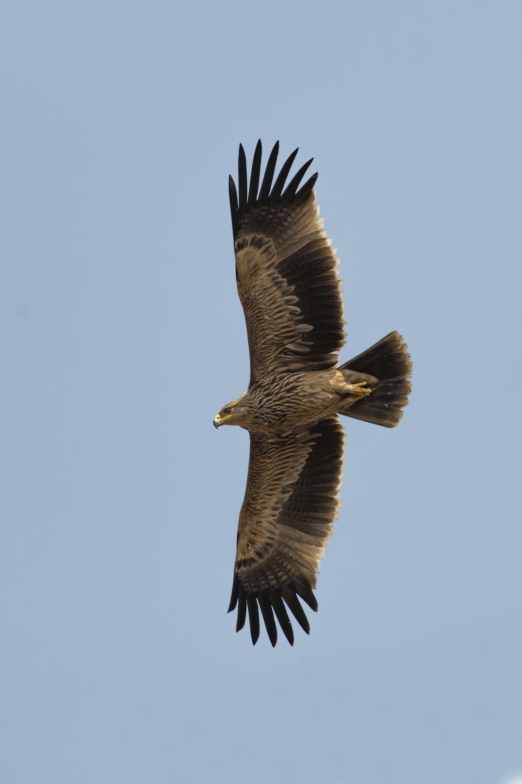 Raptor Portrait
