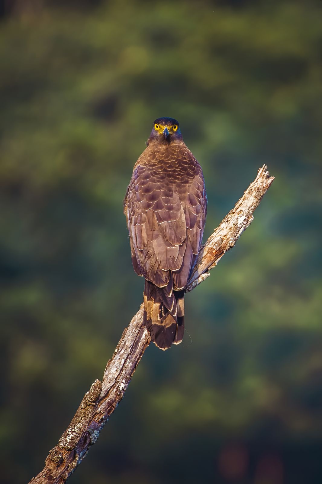 Raptor Close-up