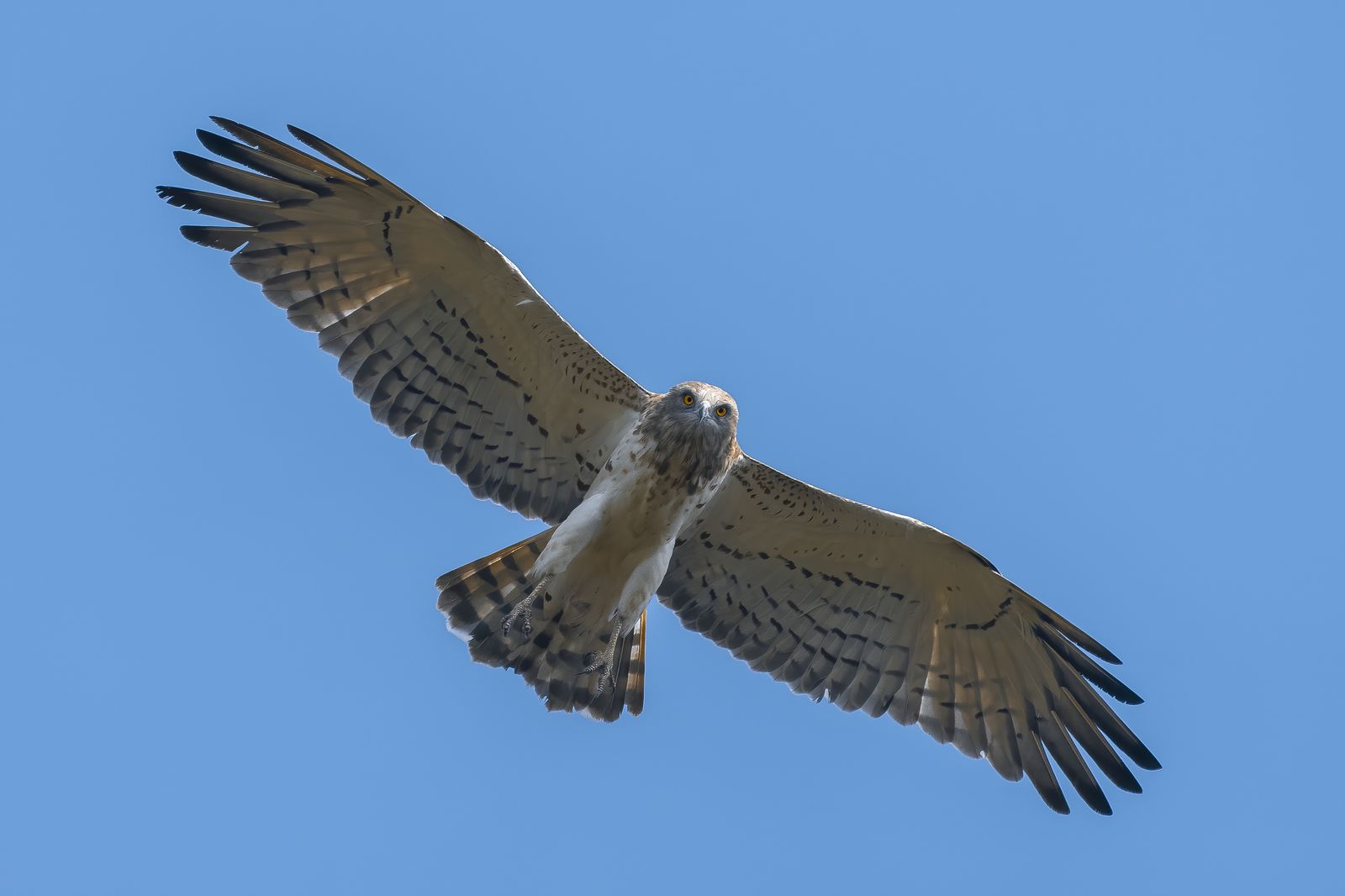 Raptor in Flight