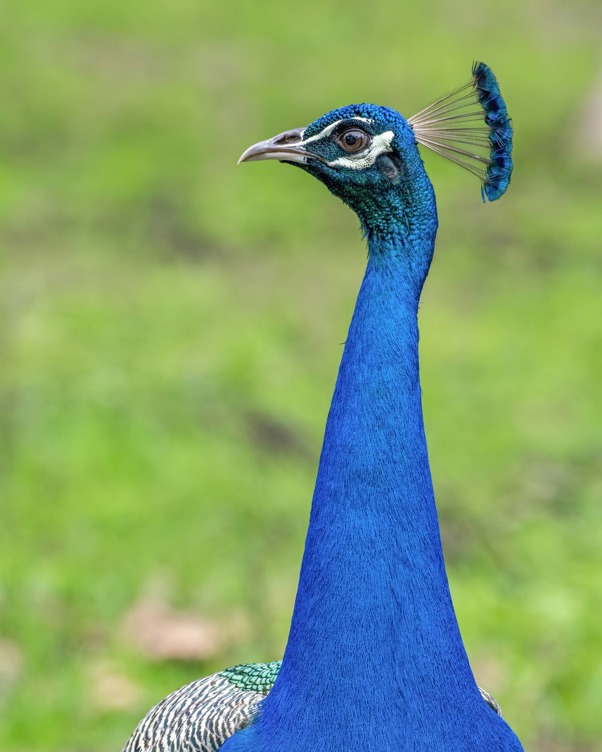 Birds 003