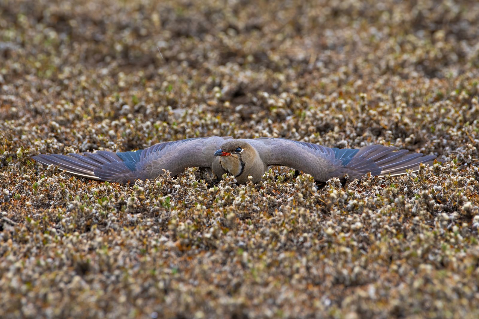 Birds 004
