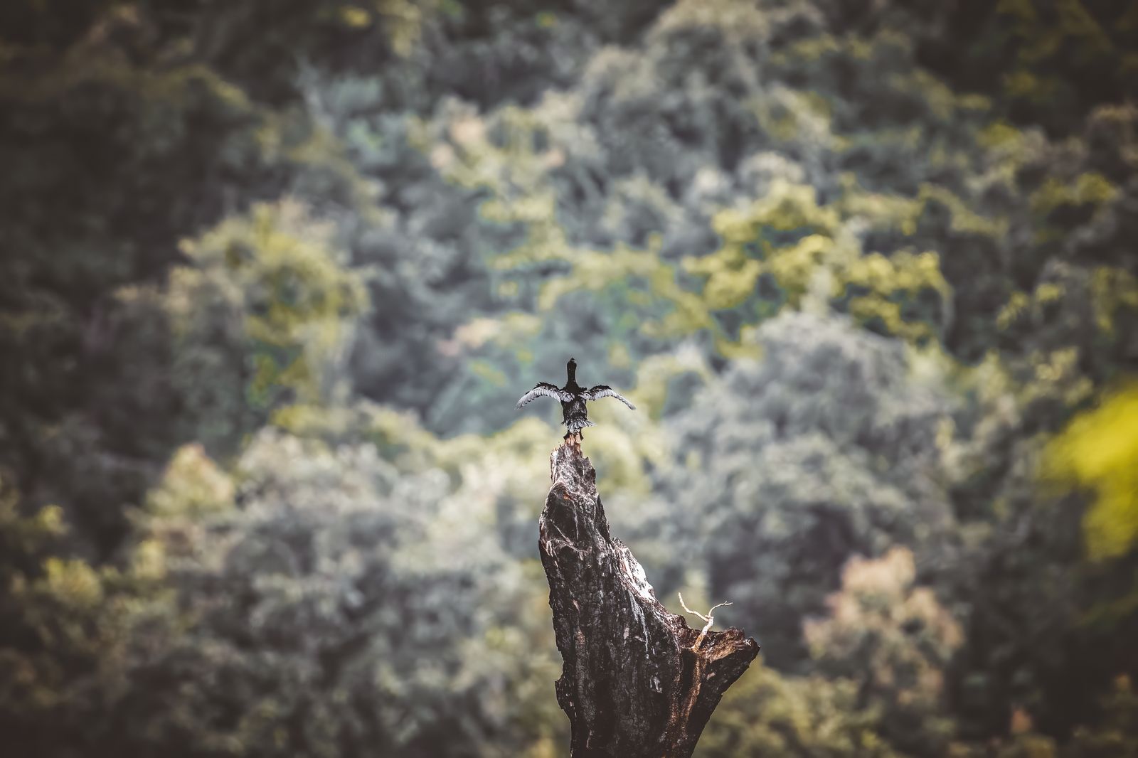 Birds 005