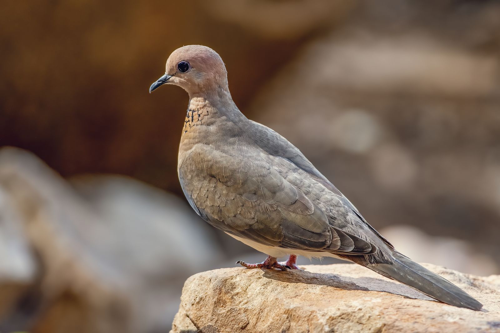 Birds 006