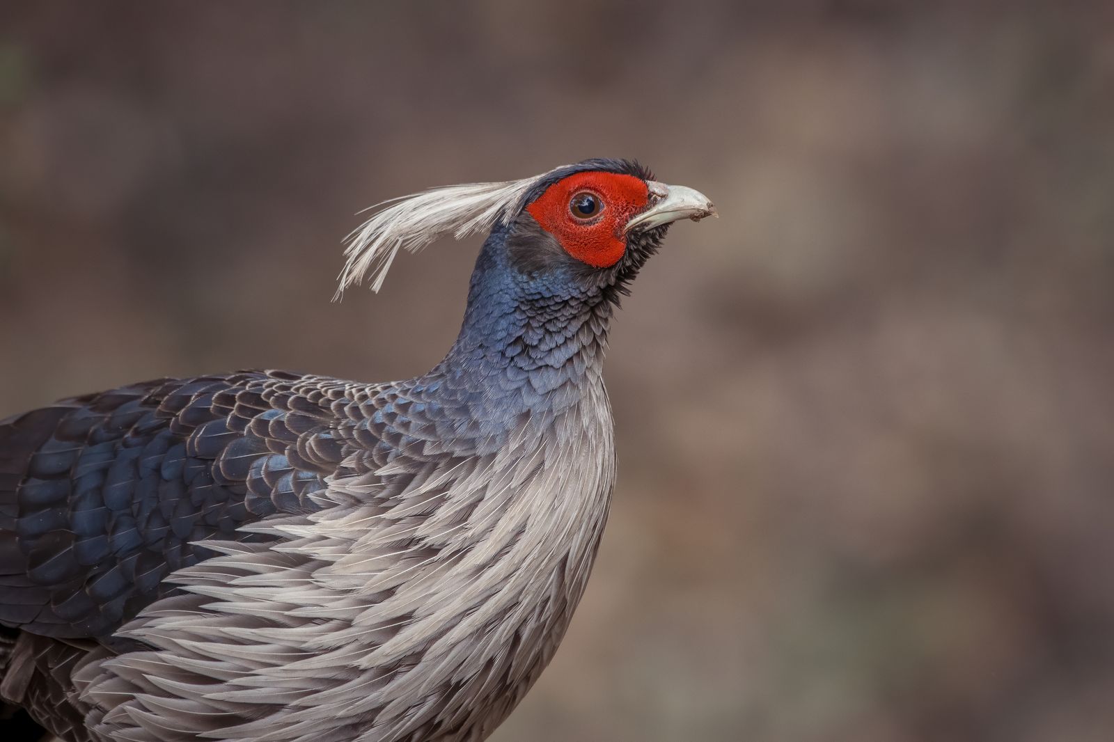Birds 007