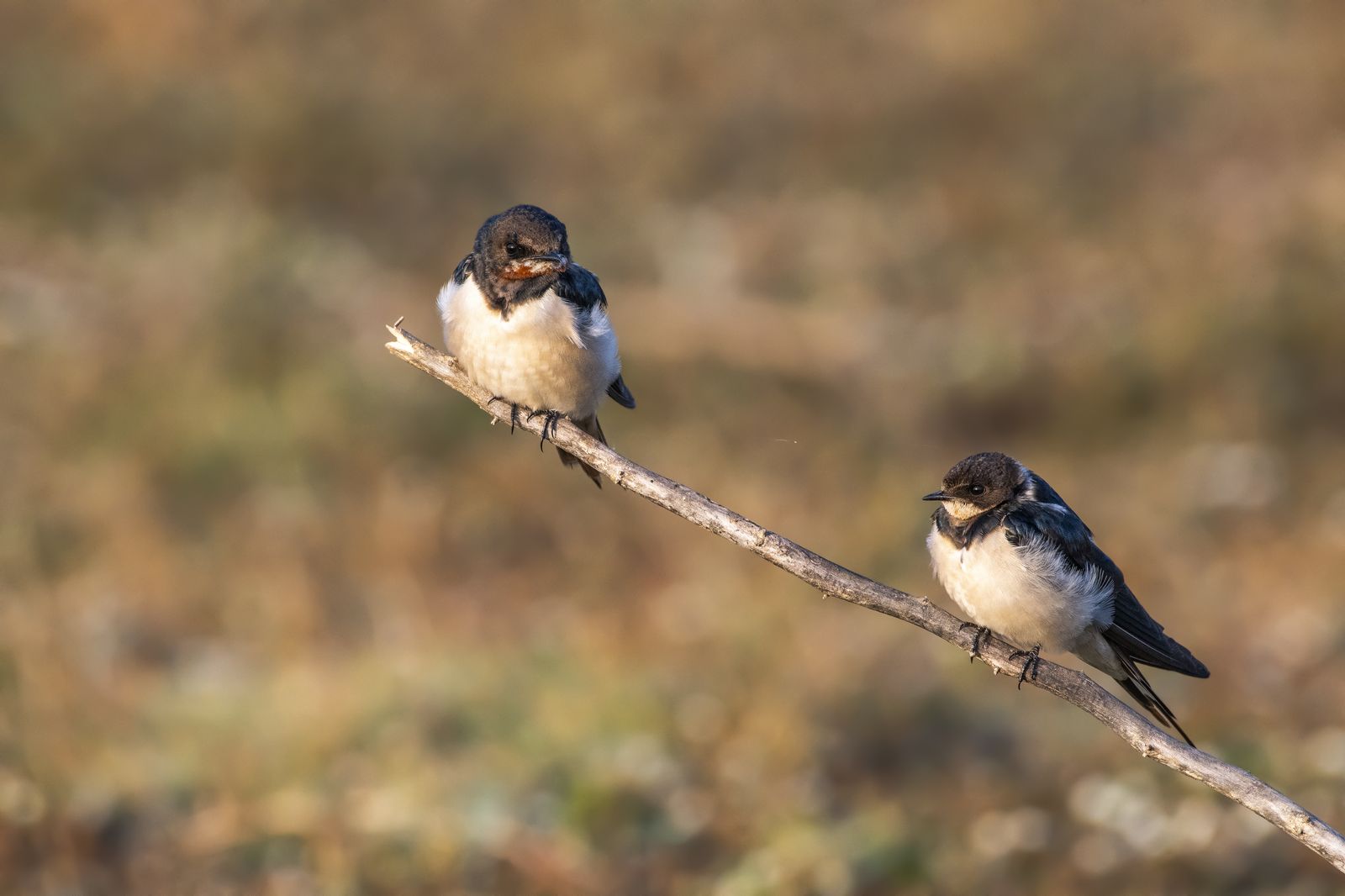 Birds 009