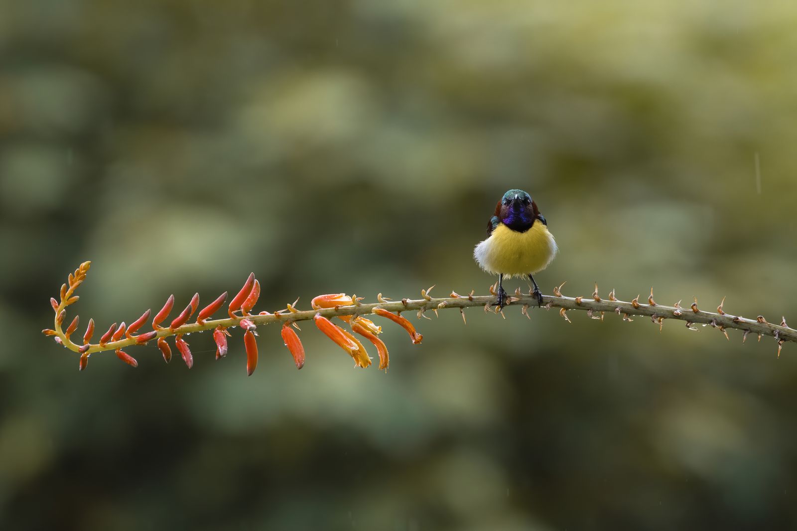 Birds 010