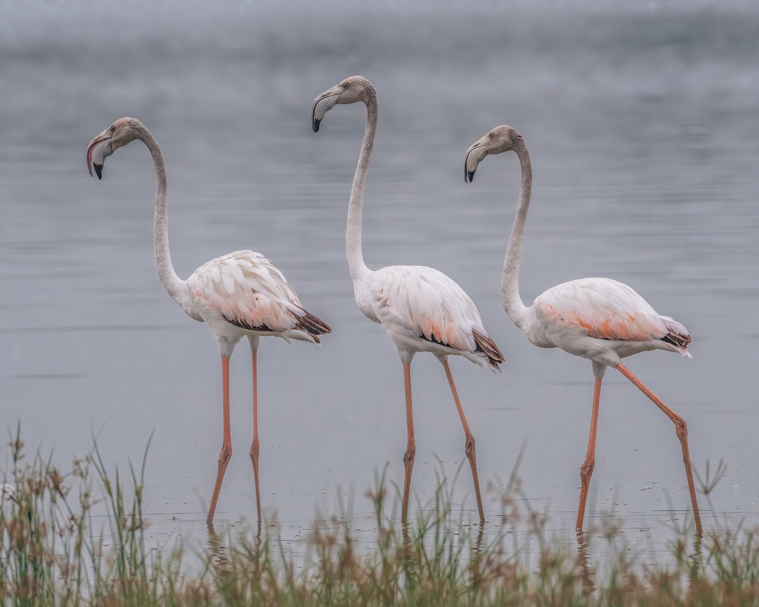 Birds 011