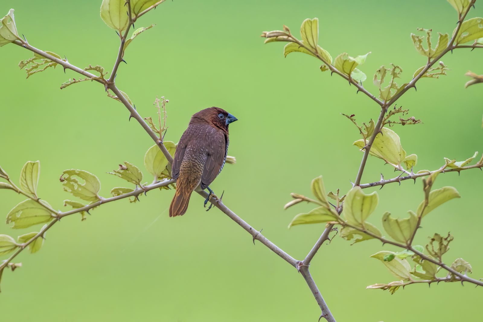 Birds 013