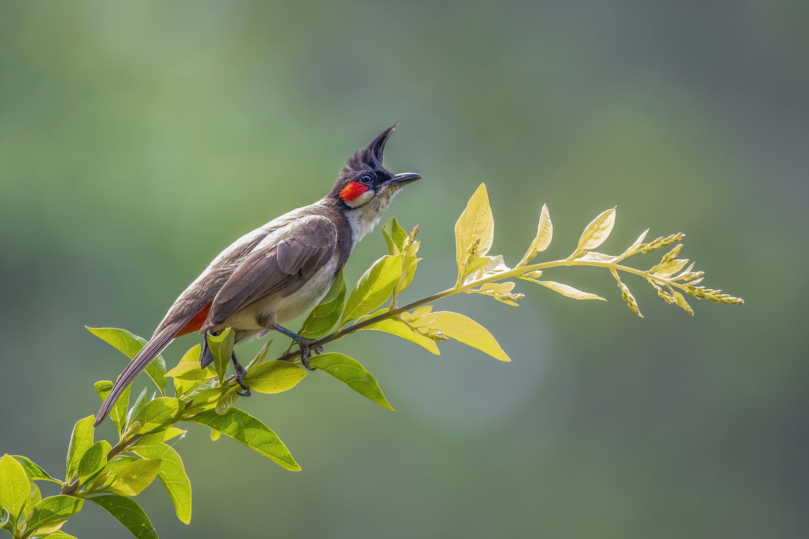 Birds 014