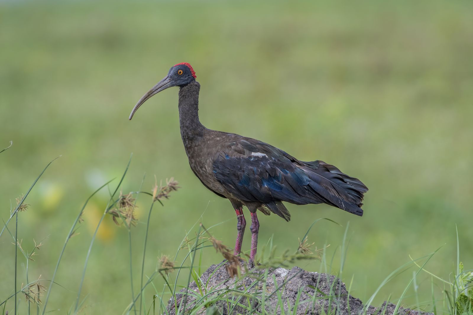 Birds 015