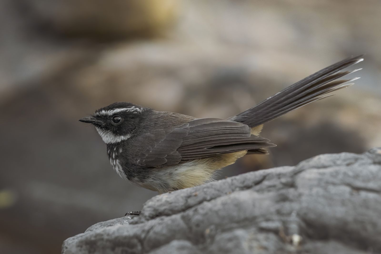 Birds 017