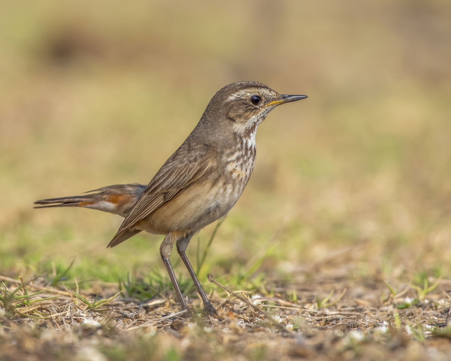 Birds 018