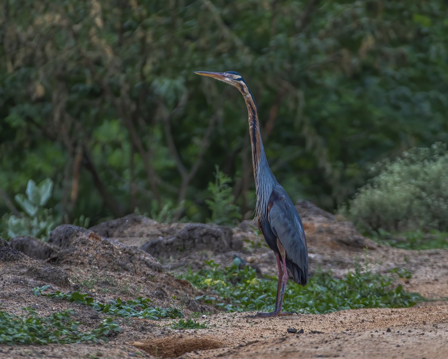 Birds 020