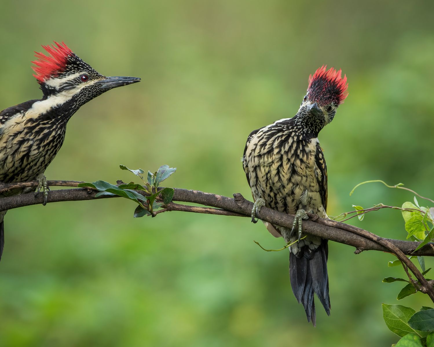 Birds 021