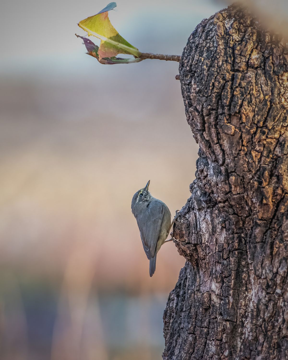 Birds 022