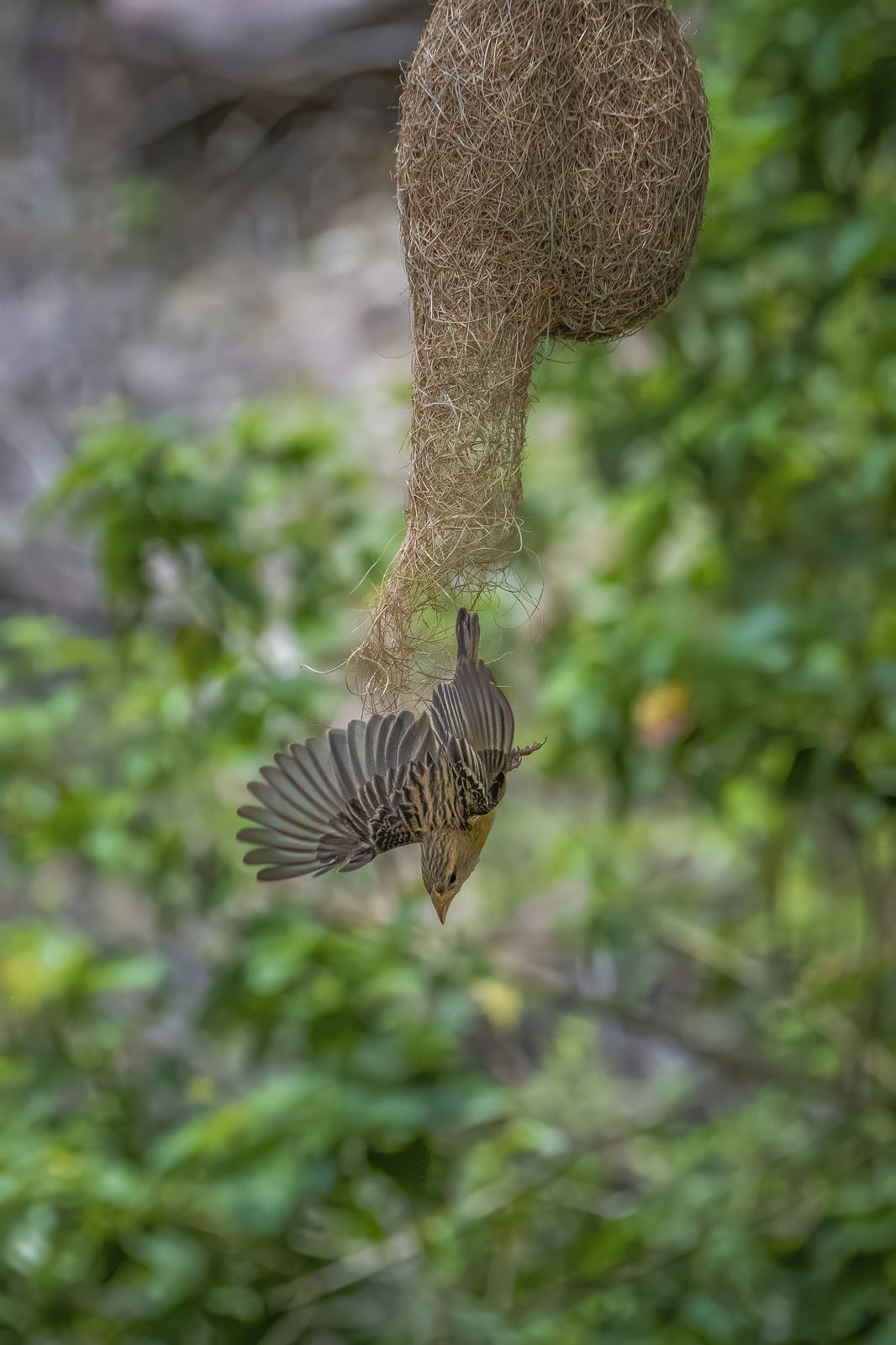 Birds 023