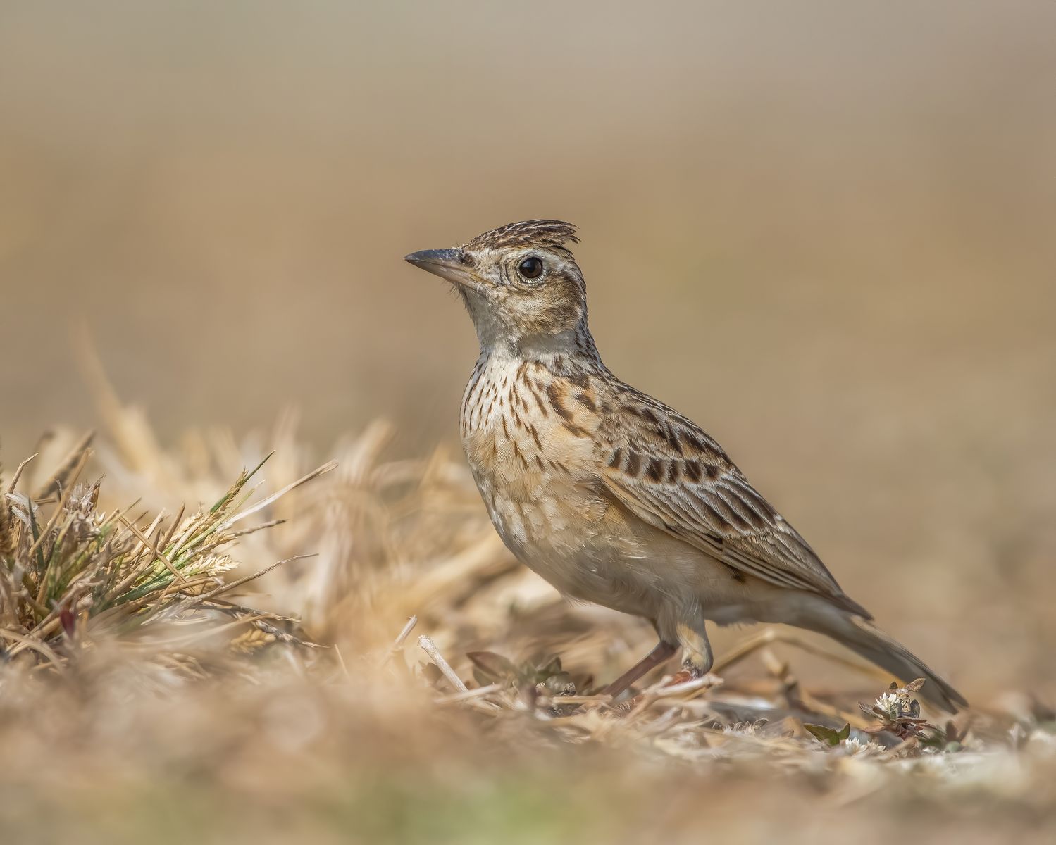 Birds 024