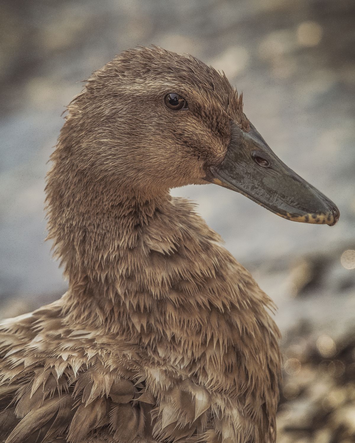 Birds 025