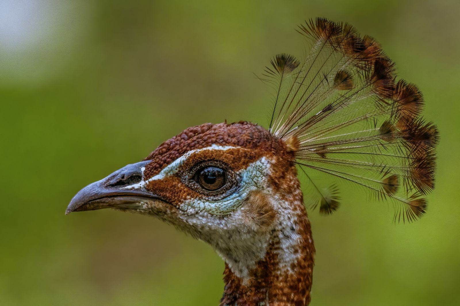 Birds 027
