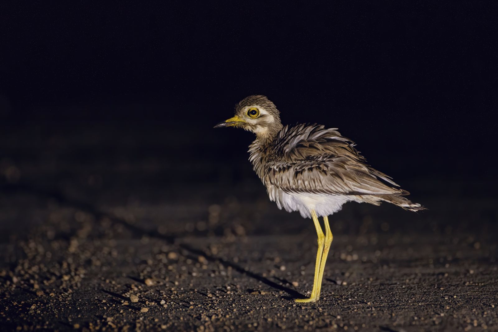 Birds 028