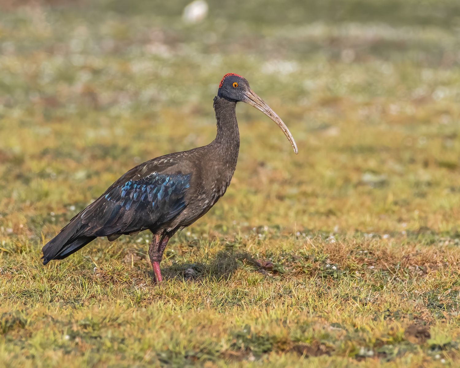Birds 029