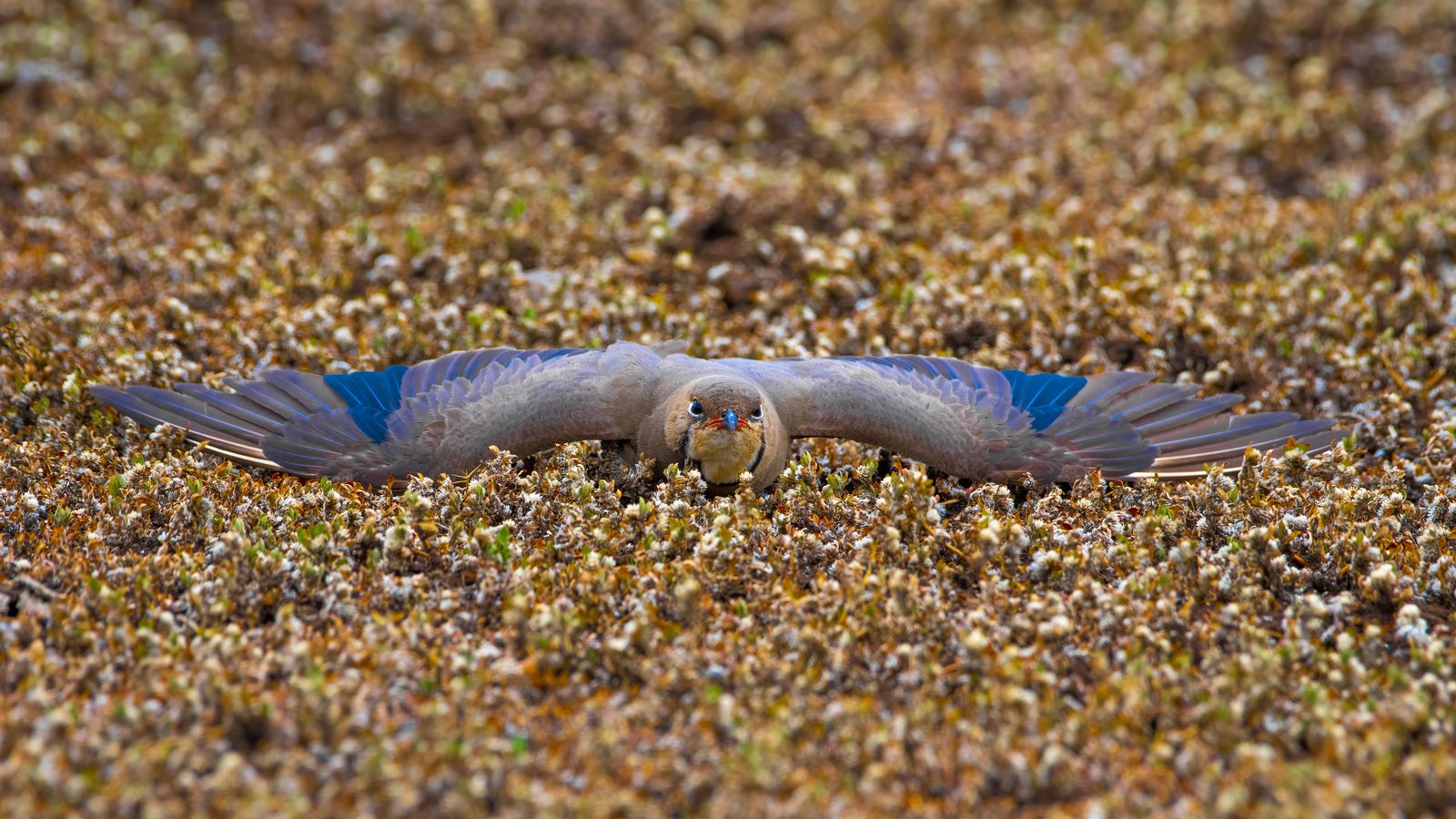 Birds 030