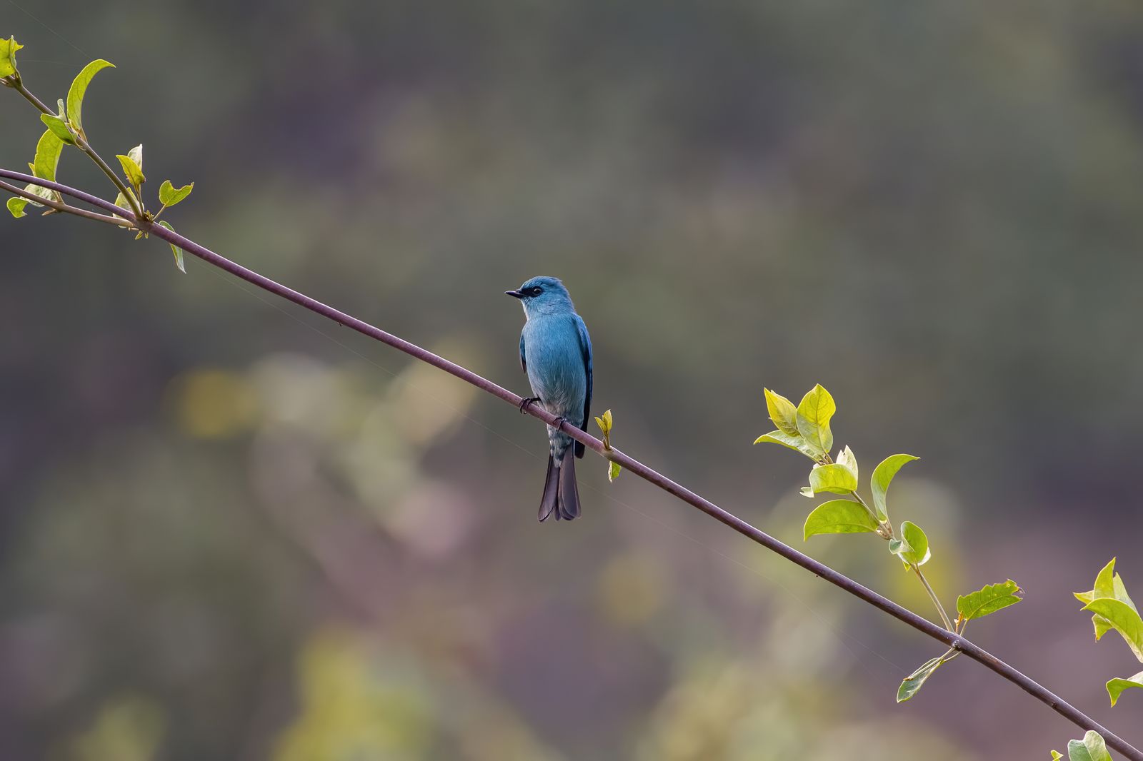 Birds 031
