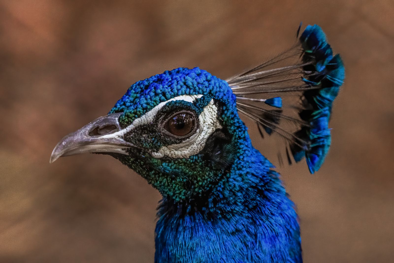 Birds 033