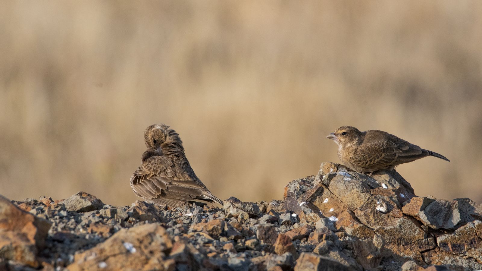 Birds 034