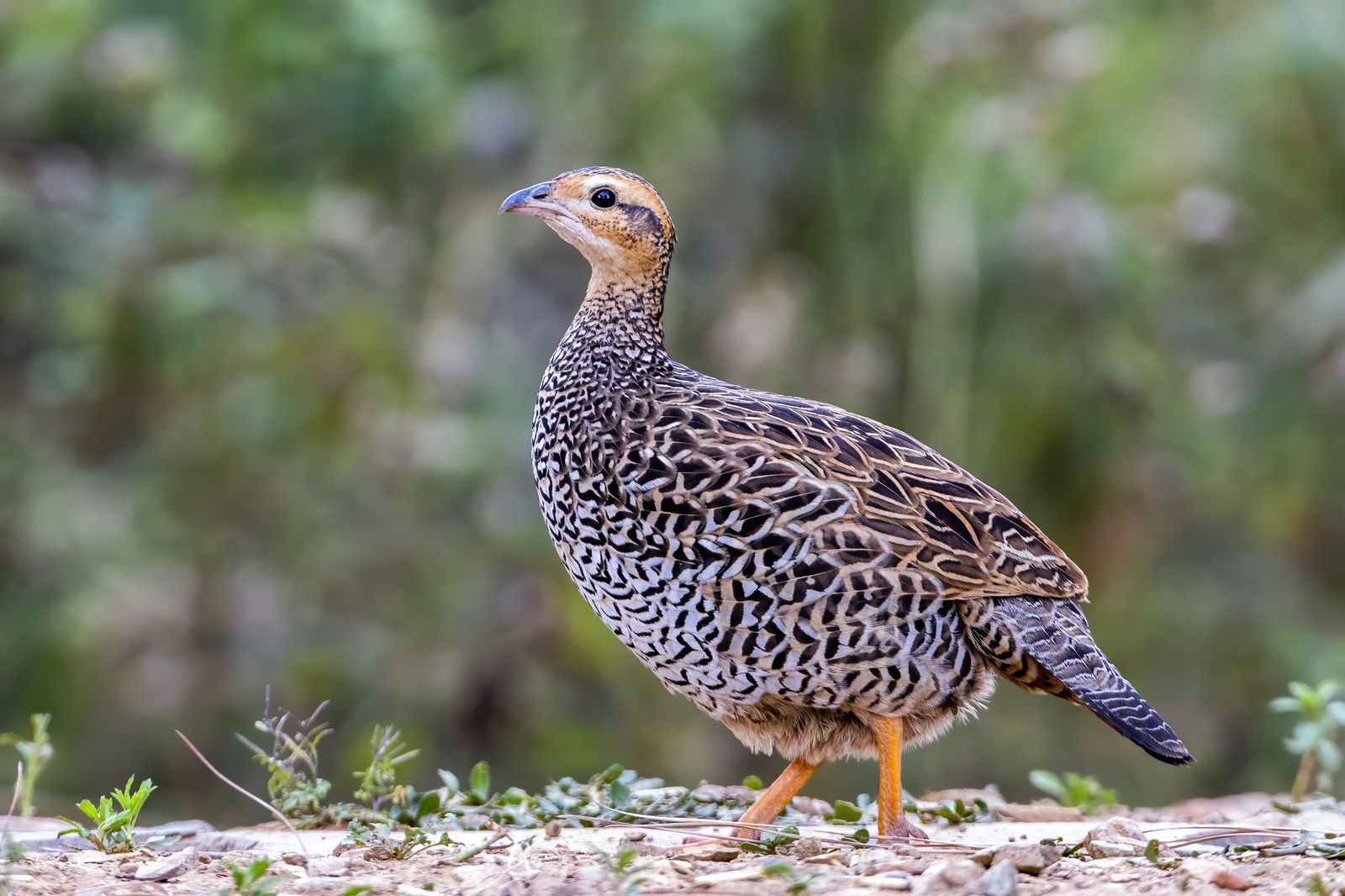 Birds 035