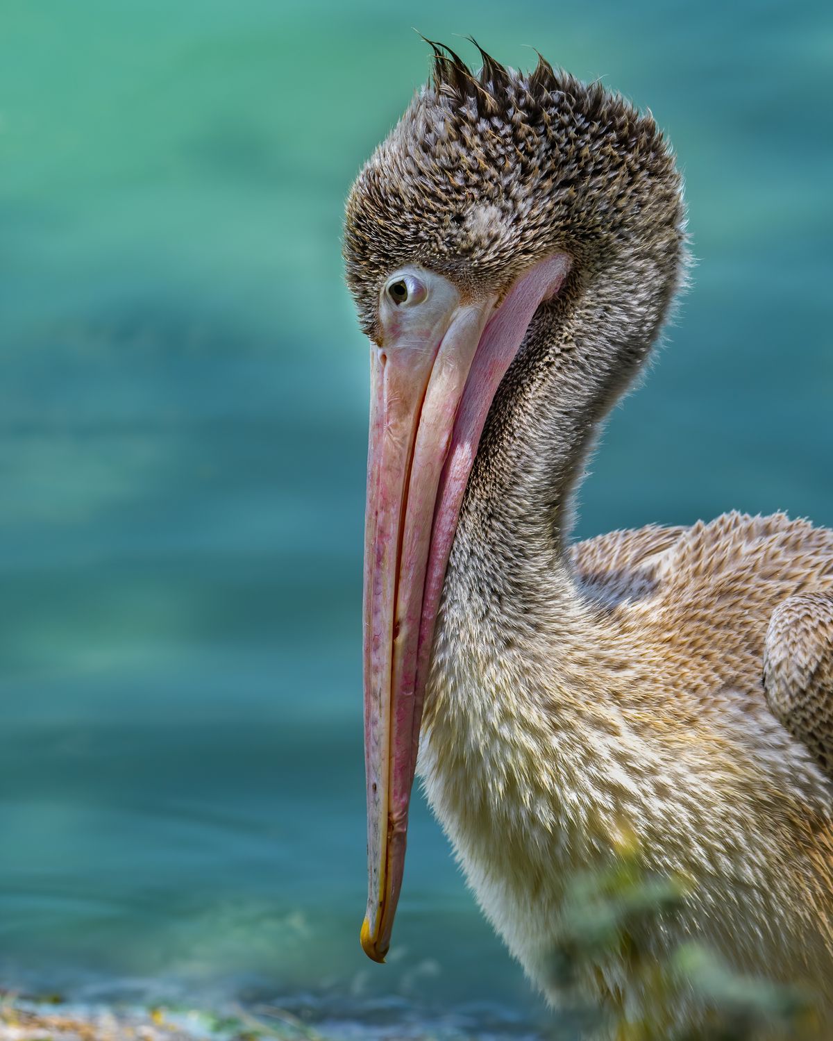 Birds 036
